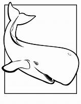 Whales sketch template