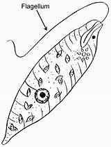 Euglena Protists Amoeba Psf Exploring Squish Pearson Domain Illustration sketch template