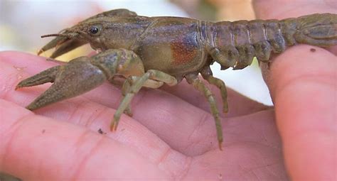 invasive aggressive crayfish threatens bay watershed chesapeake bay magazine