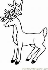 Deer Pages Skull Coloring Template sketch template