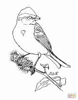 Coloring Sparrow Drawing American Tree Moon Pages Man Sparrows Categories sketch template