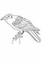 Crow Cuco Cuckoos Bird Cuckoo Bestcoloringpages Tudodesenhos Doghousemusic sketch template