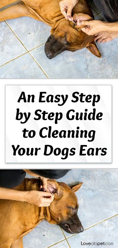 clean dogs ears  home  steps love   pet dog ear