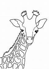 Giraffe Giraffa Stampare Pianetabambini Potrete Salvarla Oppure Ingrandita Vostro Maniera Desiderata Diretta Scaricarla Stamparla Tramite sketch template
