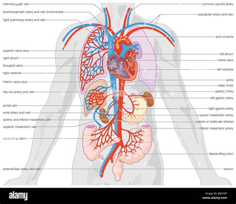 menschlichen arteriellen versorgung und venoesen abfluss der organe