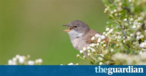 The Whitethroat Expresses Both Acacia Thorn And Bramble Environment