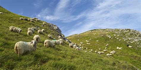 transhumance mouton pyrenees bearnaises descente des troupeaux fete