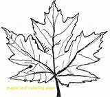 Maple Leaf Coloring Sugar Drawing Pages Canadian Getdrawings Getcolorings Leaves Printable Clipartmag sketch template