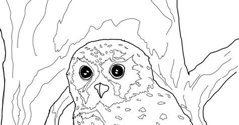 elf owl coloring page p