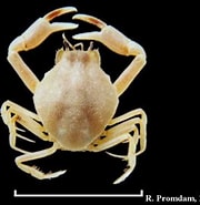 Image result for "philyra Acutidens". Size: 180 x 185. Source: flickriver.com