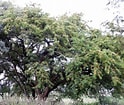 Afbeeldingsresultaten voor "acrosphaera Spinosa". Grootte: 124 x 105. Bron: www.ecoregistros.org