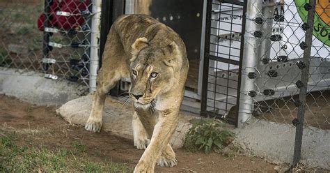 pet lion escape  dubai
