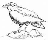 Coloring Corbeau Raven Cuervo Rabe Ravens Ausdrucken Coloriages Coloringhome Gemerkt sketch template