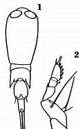 Afbeeldingsresultaten voor "corycaeus Lautus". Grootte: 102 x 185. Bron: copepodes.obs-banyuls.fr
