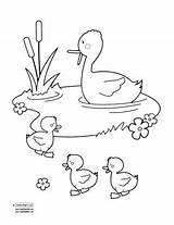 Coloring Quiet Getcolorings Pond Duck sketch template