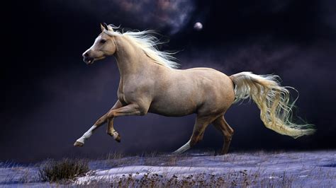 beautiful horse running horses photography internet vibes