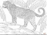 Coloring Pages Cat Big Jaguar Getdrawings Printable Color Getcolorings sketch template