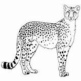 Cheetah Coloring Pages Jumping Field Ones Little Angry Jump sketch template