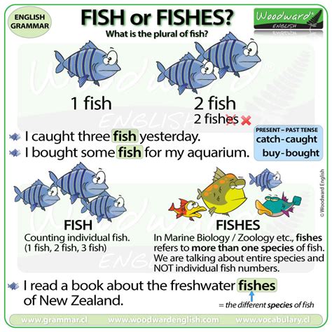 plural  fish fish  fishes woodward english
