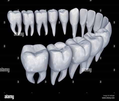 human teeth  res stock photography  images alamy