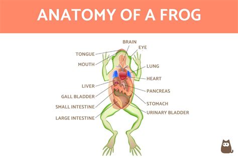 anatomy   frog internal  external  diagrams