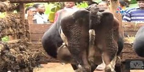 50 year old embu man nabbed defiling a cow