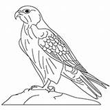 Falcon Coloring Pages Drawing Gyrfalcon Peregrine Line Millennium Printable Designlooter Getdrawings sketch template