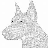 Doberman Coloring Pinscher Pages Background Pinchers Stylized Para Colorear Adult Es Zentangle Sketch Dog Dobermann Fotolia Perros Template Freehand Dibujos sketch template