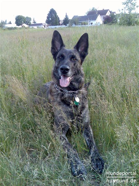 hollandse herdershond hollandse herdershond niederlaendischer schaeferhund foto  hundundde