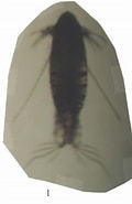 Image result for "canthocalanus Pauper". Size: 120 x 185. Source: www.odb.ntu.edu.tw