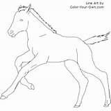 Foal Cantering Coloring Pages Own Color sketch template