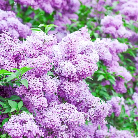 grow lilacs springs  fragrant flower