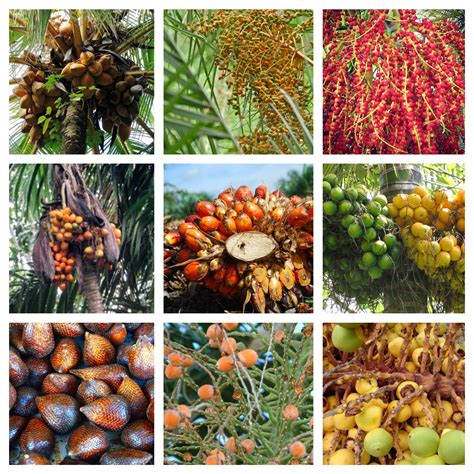 palm fact   week  common edible palm fruits
