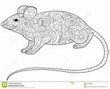 Rat Coloring Raster Adults Book Illustration Preview sketch template