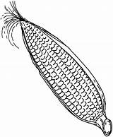 Corn Coloring Cob Pages Drawing Sweet Getdrawings Comments sketch template
