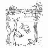 Coloring Pages Habitat Freshwater Nature Water Printable Natur Little Drawings sketch template