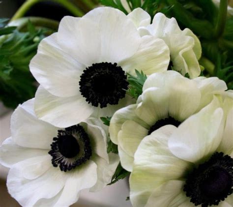 white anemones dark centers florabundance wholesale flowers