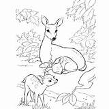 Deer Coloring Pages Sambar Drawing Mule Family Printable Tailed Color Drawings Ones Little Designlooter Getdrawings Getcolorings Babies 85kb 230px Doe sketch template