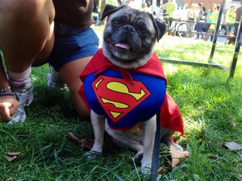 super pug pugs pug love cute animals