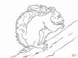 Squirrel Coloring Pages Tree Grey Flying Printable Eastern Drawing Preschool Squirrels Line Clipart Getdrawings Animal Color sketch template