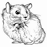 Hamsters sketch template