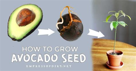 How To Grow Avocado From Seed How To Do Thing