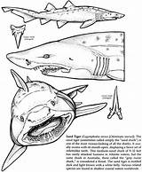 Coloring Pages Shark Week Kids Sharks Dover Print Ocean Publications Color Books Doverpublications Choose Board sketch template