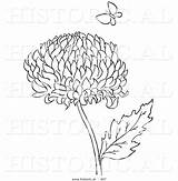 Chrysanthemum Flower Historical Illustration Butterfly Vector Coloring Drawing Outlined Version Al Color Picsburg Getcolorings Getdrawings Pages sketch template