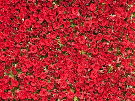 red rose flowers wall vinyl photography backdrops bride showers photo booth backgrounds