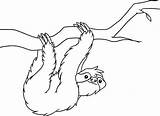 Perezoso Oso Sloth Toed Eligiendo Diviértete Nuestra sketch template