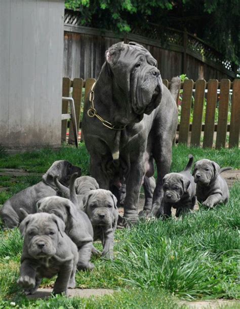 largest dog breed   world    find