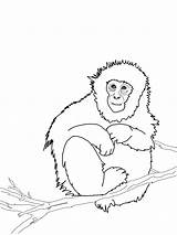 Monkey Coloring Pages Printable Kids Cute Drawing Monkeys Print Color Realistic Animals Face Getdrawings Baby Comments sketch template