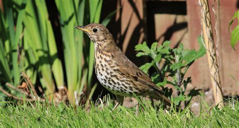 song thrush mistle thrush flickr