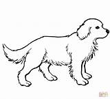 Retriever Golden Coloring Pages Puppy Puppies Labrador Print Printable Dogs Drawing Dog Sheets Supercoloring Color Retrievers Shiba Inu Colouring Cute sketch template